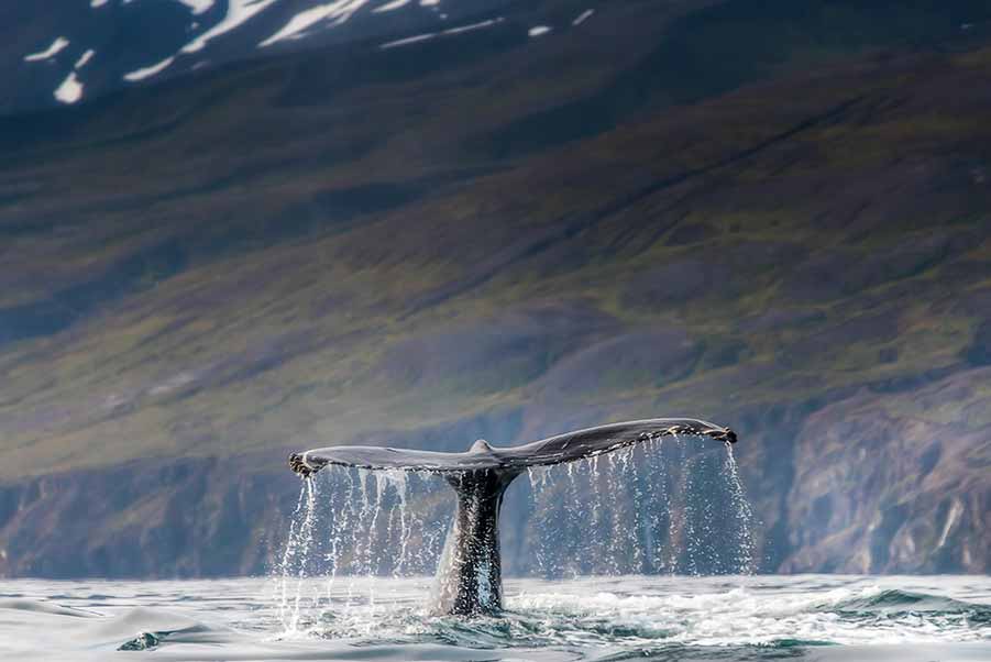 Whale Watching, Iceland on private day tour from reykjavik.