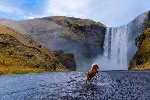 Icelandic horse rising up in front of waterfall