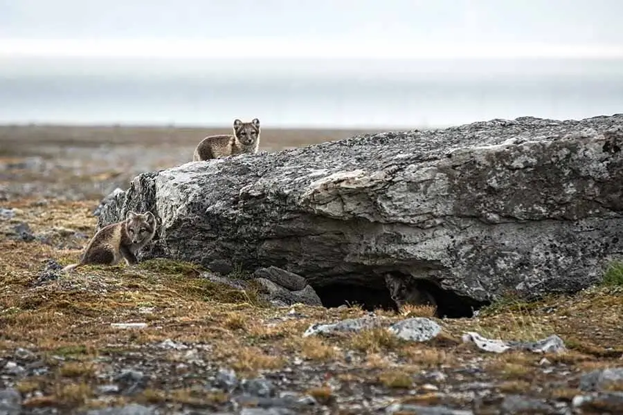 3 Icelandic foxes in their natural habitat.