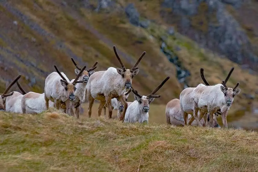 Icelandic Reindeer.