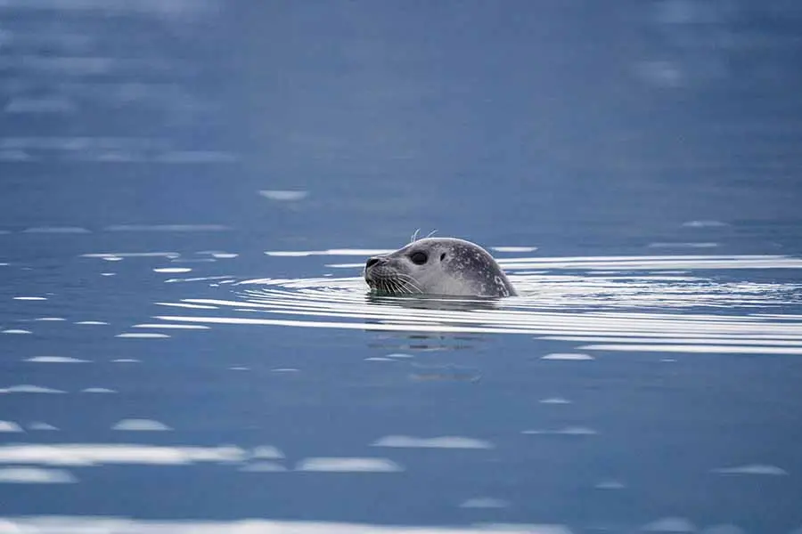 icelandic-seal
