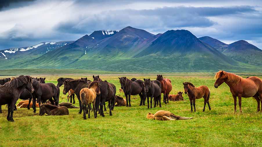 Group of Icelandic horses grazing in a lush green field with mountainous backdrop in Iceland, showcasing natural beauty and local wildlife on a grey overcast day.